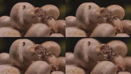 白蘑菇口蘑 (8)高清在线视频素材下载
