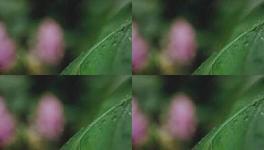 水滴滴落在芭蕉叶上高清在线视频素材下载
