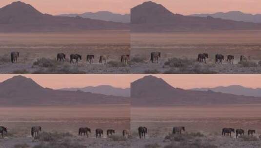 在沙漠行走的马群高清在线视频素材下载