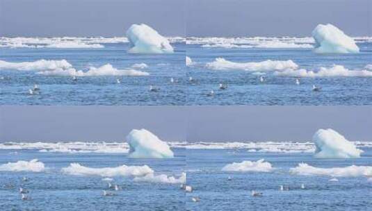 挪威斯瓦尔巴群岛海冰漂浮经过搁浅冰山的实时流动高清在线视频素材下载