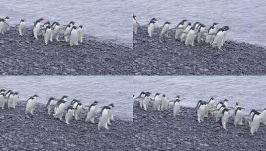 阿德利企鹅走在南极洲布朗布拉夫的海滩上高清在线视频素材下载