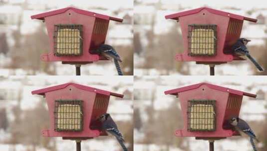 小鸟落在喂鸟器上吃食物高清在线视频素材下载