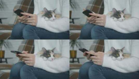 抱着猫看手机的女人高清在线视频素材下载