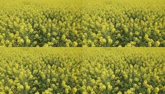 罗平春季油菜花直录空镜头高清在线视频素材下载