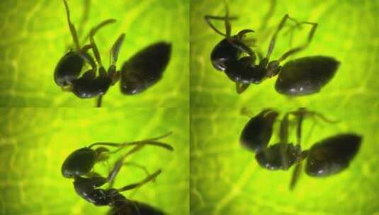 显微摄影 蚂蚁放大80倍高清在线视频素材下载