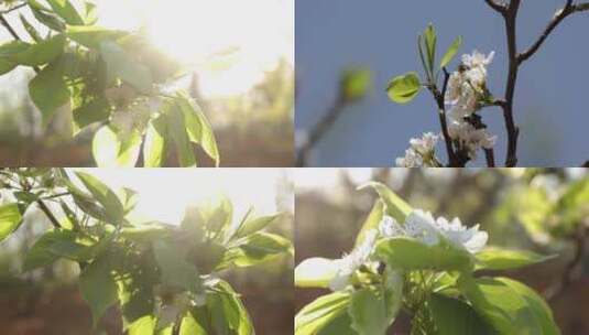 唯美梨花  蜜蜂采蜜高清在线视频素材下载