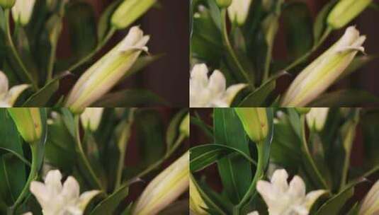 鲜花家居装饰百合花高清在线视频素材下载