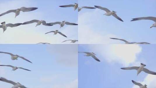 海鸥自由的翱翔高清在线视频素材下载