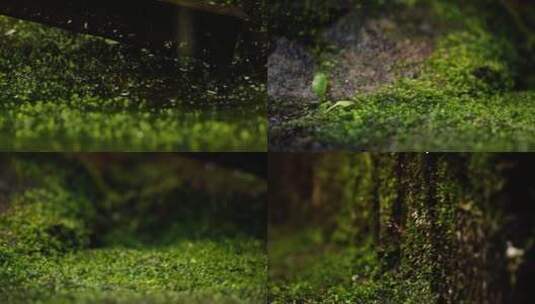 苔藓青苔高清在线视频素材下载