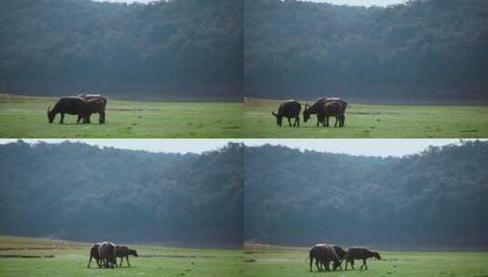 水牛视频草地上吃草水牛远景高清在线视频素材下载