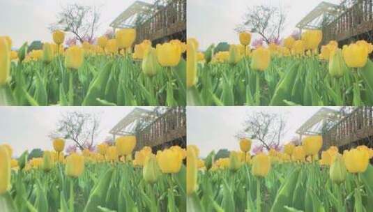 春天黄色郁金香花高清在线视频素材下载