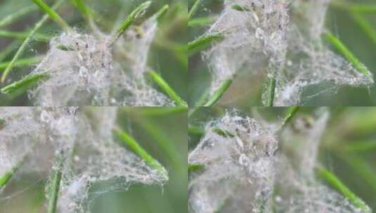 四k实拍叶子上的蜘蛛网和蜘蛛高清在线视频素材下载
