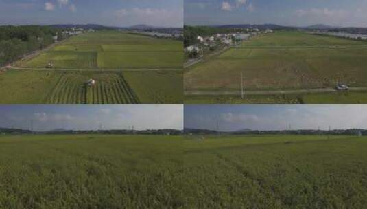 大规模稻田的航拍镜头高清在线视频素材下载