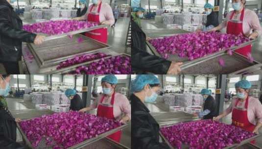 济南平阴玫瑰鲜花制作高清在线视频素材下载