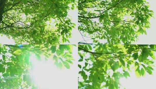 透过树叶的太阳光高清在线视频素材下载