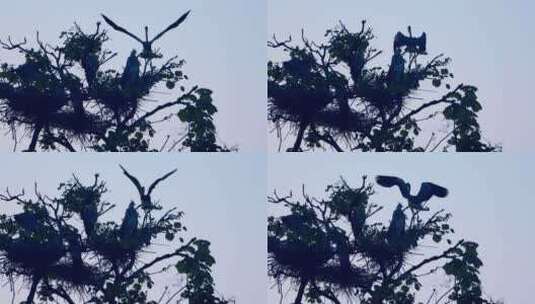 乡村生态环境鸟儿在树上筑巢高清在线视频素材下载