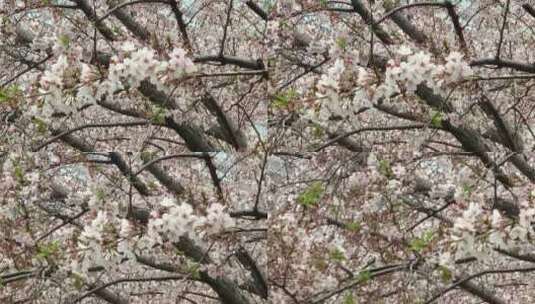 上海春天樱花树高清在线视频素材下载