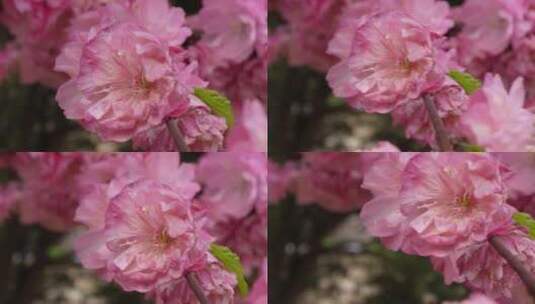 微距粉色桃花花蕊高清在线视频素材下载