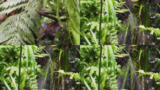 【镜头合集】蕨类植物叶子热带雨林生物高清在线视频素材下载