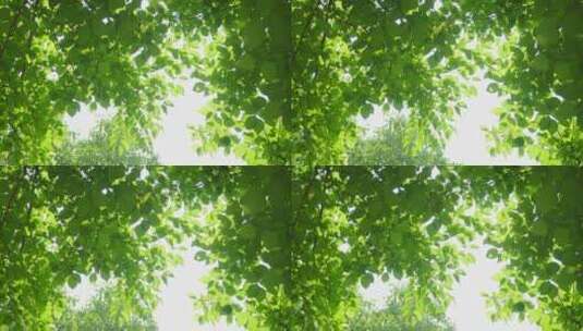 220516梅湖银杏树林A01680537高清在线视频素材下载