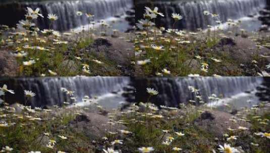 大瀑布附近的菊花高清在线视频素材下载