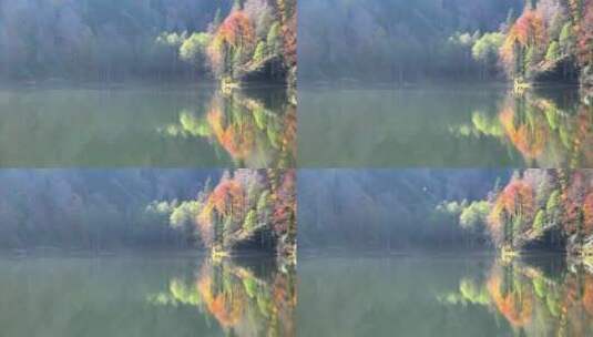 湖边的秋林高清在线视频素材下载