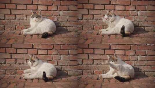 猫在墙角街晒太阳睡觉高清在线视频素材下载