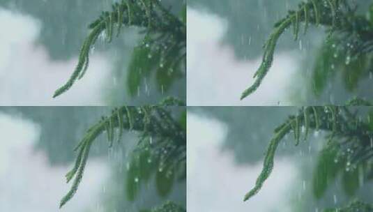暴雨天气下的树枝滴水慢镜头视频素材高清在线视频素材下载