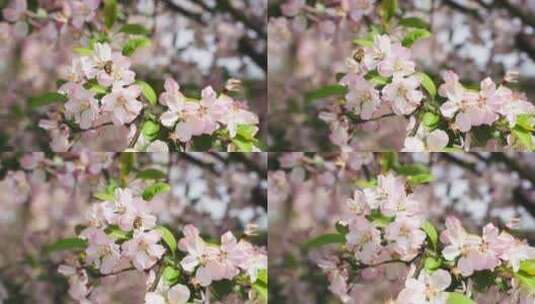 春天苹果花蜜蜂飞舞高清在线视频素材下载