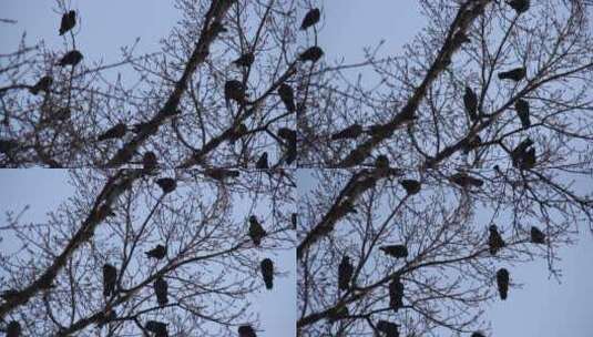 乌鸦群落在树枝上高清在线视频素材下载