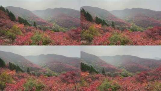 济南红叶谷景区，秋季满山红叶景观高清在线视频素材下载