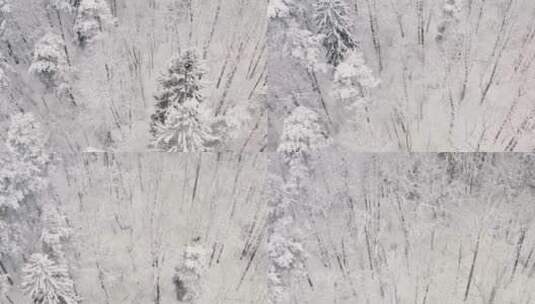 冬季白雪皑皑森林唯美航拍高清在线视频素材下载
