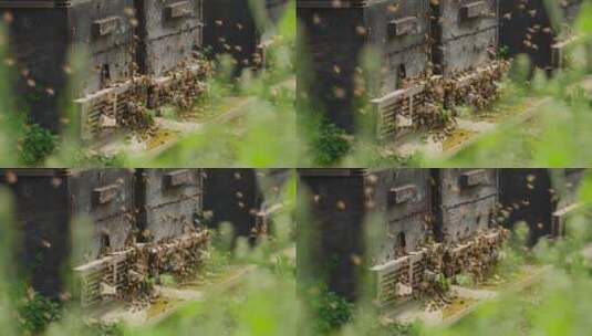 一群蜜蜂围绕养蜂场的蜂箱飞舞慢镜头高清在线视频素材下载
