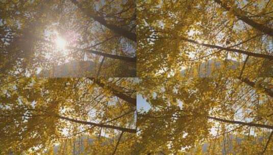 秋天里的唯美黄色银杏高清在线视频素材下载
