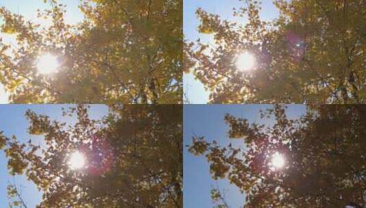 秋天里金黄唯美的阳光银杏树树叶金色秋天高清在线视频素材下载