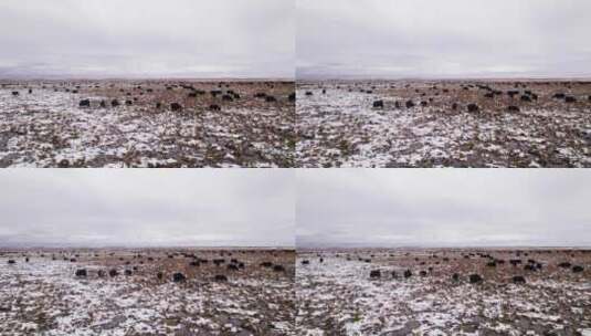 初冬草原牦牛群在雪地吃草高清在线视频素材下载