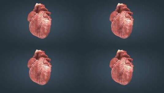 医疗医院科普宣传心脏跳动人体器官12高清在线视频素材下载