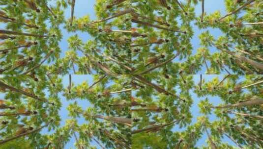 唯美夏天阳光高大的棕榈树林高清在线视频素材下载