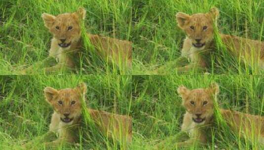 动物园野生狮子小狮子高清在线视频素材下载
