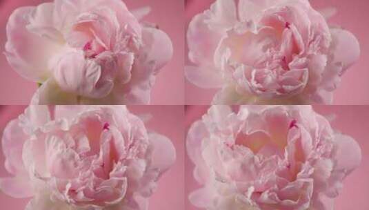 粉红色背景前绽放的美丽牡丹高清在线视频素材下载