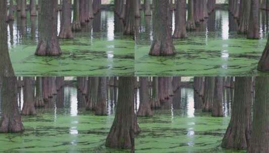 灌木丛根部平移拍摄《水上森林》高清在线视频素材下载