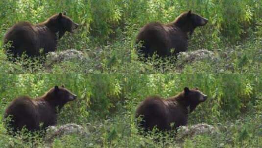 一只黑熊在黄石公园嚼东西高清在线视频素材下载
