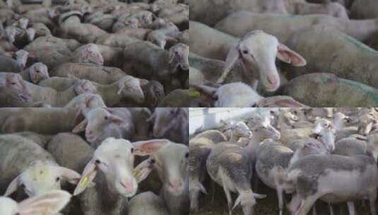 圈在羊圈的羊群高清在线视频素材下载