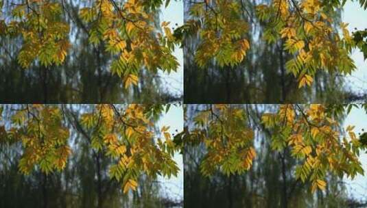 立秋渐渐黄的树叶高清在线视频素材下载