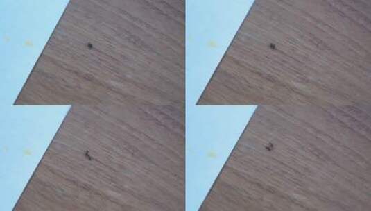 桌子上的蚂蚁打架特写高清在线视频素材下载