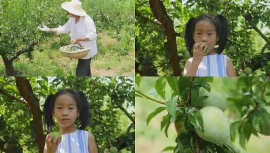 奈李产地高清在线视频素材下载