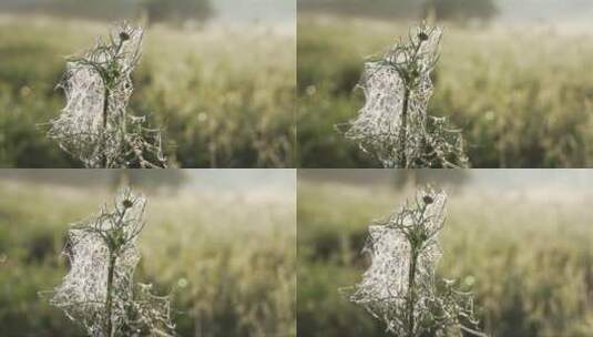 晨露洒满了植物上的蜘蛛网高清在线视频素材下载
