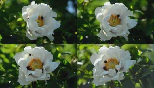 白牡丹花上的蜜蜂高清在线视频素材下载