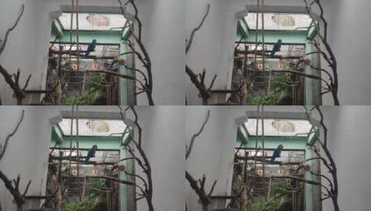 树枝上的鹦鹉高清在线视频素材下载