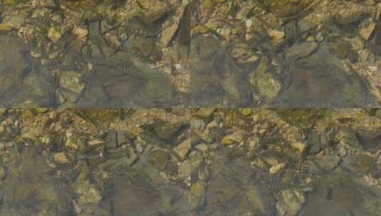 夏日农村溪流里的小鱼高清在线视频素材下载